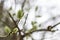 Green bushy buds on a willow branch close up