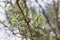 Green bushy buds on a willow branch close up