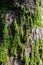 Green bushy moss on a tree trunk. Vertical