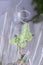 Green Buttefly Gift Decoration with transpaent cellophane