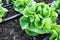 Green Butter head Lettuces ,Salad Vegetable freshness Planted on the soil growing in greenhouse (close up soft focus