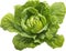 green butter lettuce vegetable or salad isolated on white background. Generative AI