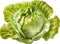 green butter lettuce vegetable or salad isolated on white background. Generative AI