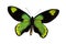 The Green Butterfly
