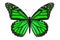 Green Butterfly