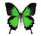 Green Butterfly