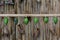 Green butterfly chrysalis hanging in a row