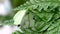 Green butterfly at the fern leaves