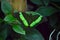 A green butterfly on green leaf