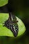 Green butterfly on green leaves. Beautiful butterfly Tailed jay, Graphium agamemnon, sitting on leaves. Insect in the dark tropic
