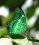 Green butterfly on leaf