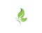 Green butterfly leaf logo design template