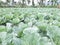 green cabagge field dieng mountains