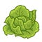 Green cabbage