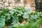 Green cabbage bush grows in a vegetable garden near a stone wall