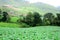 Green cabbage field