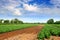 Green cabbage field