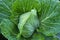 Green cabbage growing