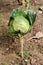 Green Cabbage or Headed cabbage leafy green annual vegetable crop starting to form in cabbage head with partially dried leaves