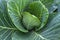 Green cabbage leaves