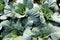 Green cabbage plant grows in the open field