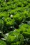 Green cabbage plantation in dalat