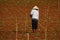 Green cabbage plantation in dalat