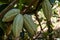 Green cacao fruit hanging on the tree.