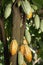 Green cacao pod on tree