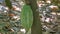 Green cacao pod on a tree in ecuador