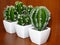 Green cacti / cactuses in white pots on brown wood background.