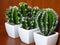 Green cacti / cactuses in white pots on brown wood background.