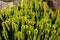 Green cacti closeup