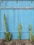 Green cacti growing against blue wooden fence.