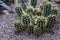 Green cacti with many large spikes in Botanic garden.