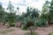 Green Cacti and Plants at Parc El Harti in Marrakesh Morocco