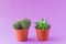 Green Cacti potted isolated on ultraviolet background