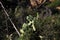 Green cacti on a rock among leaves