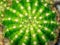 Green cactus. Abstract nature pattern