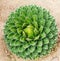 Green cactus, Agave victoriae-reginae