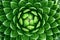 Green cactus Background