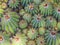 Green cactus background with many close cactus plants