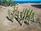 Green cactus on the beach of Hurghada city, Egypt