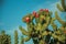 Green cactus bush with colorful flowers