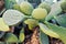 Green Cactus closeup.