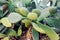 Green Cactus closeup.