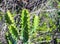 Green Cactus closeup. Green San Pedro Cactus, thorny fast growing hexagonal shape Cacti perfectly close captured in the desert