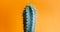 Green cactus closeup over bright orange pastel background. Colorful yellow summer trendy creative concept