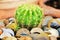 Green cactus and coins in soil.