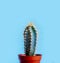 Green cactus in decor pot over bright blue pastel background. Colorful summer trendy creative concept